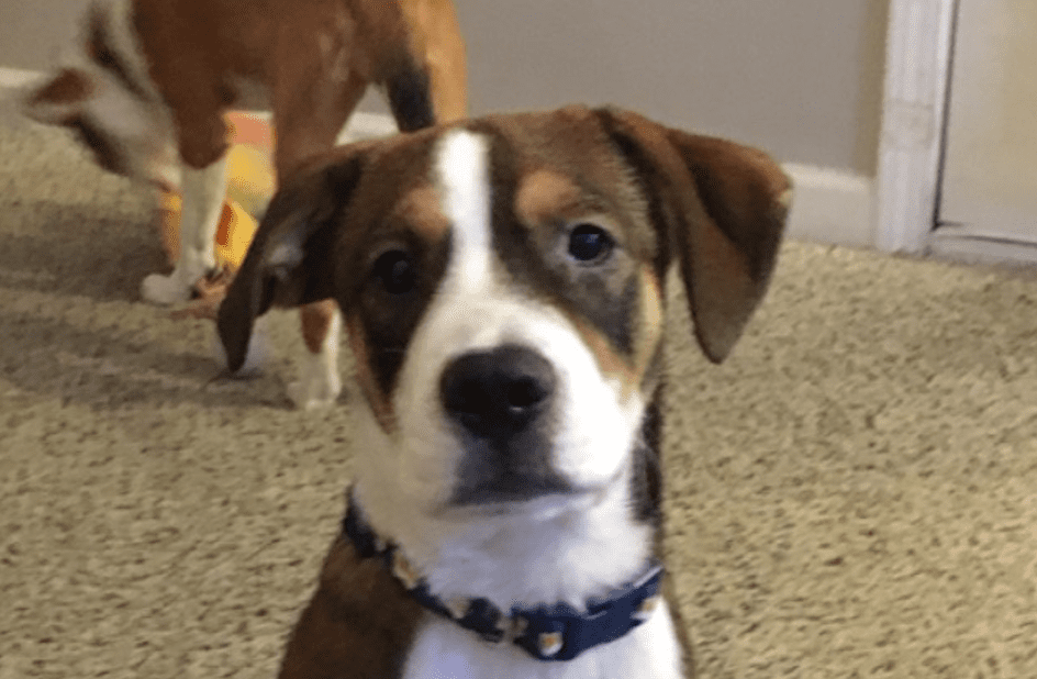 A brown and white dog with blue collar
