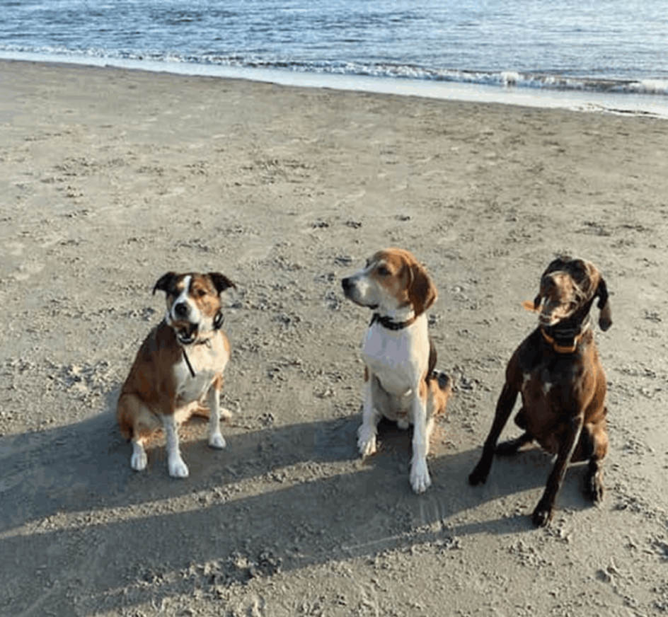 Three dogs sit on a sandy beach near the water. The one on the left is brown and white, the middle one is tan and white, and the right one is dark brown.